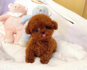 养泰迪幼犬的注意事项（如何给泰迪幼犬提供良好的成长环境）