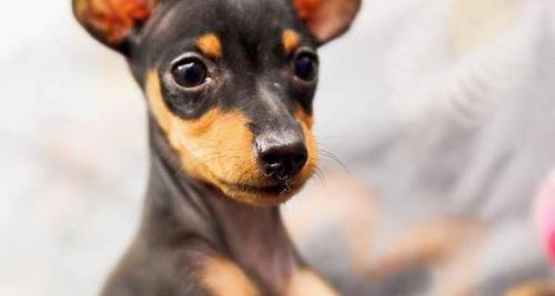 如何养护小鹿犬——详细指南（以宠物为主）