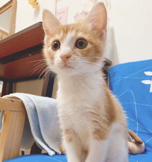如何养护小奶猫（宠爱小生命）