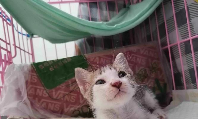 如何养护小奶猫（宠爱小生命）