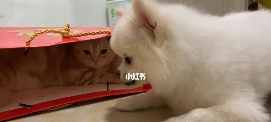 猫咪宠物，一只好还是两只好（毛茸茸的伴侣）