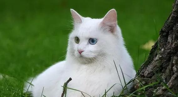 猫咪宠物，一只好还是两只好（毛茸茸的伴侣）