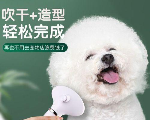 养一只泰迪和博美——宠物养护之道（如何给泰迪和博美提供最佳的生活环境）