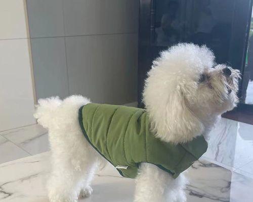 幼犬养护宝典（养泰迪）