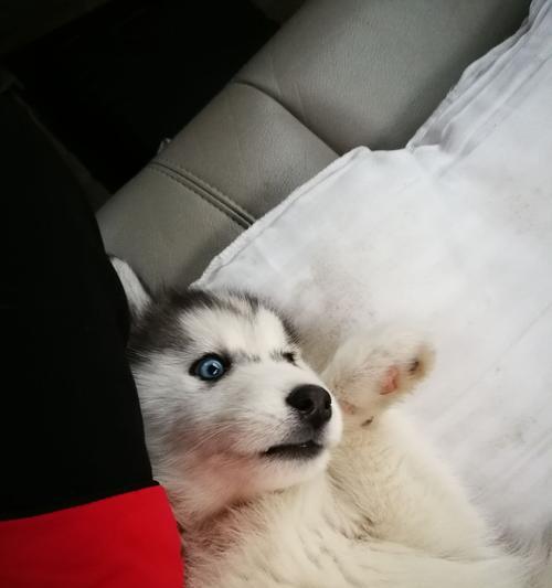 养哈士奇的心路历程（我和我的哈士奇——分享一只萌犬的宠物生活）