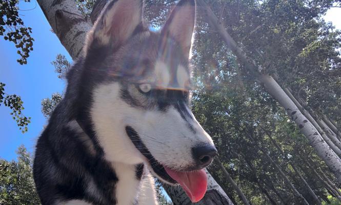 养哈士奇的心路历程（我和我的哈士奇——分享一只萌犬的宠物生活）