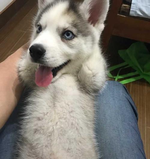 养哈士奇的心路历程（我和我的哈士奇——分享一只萌犬的宠物生活）
