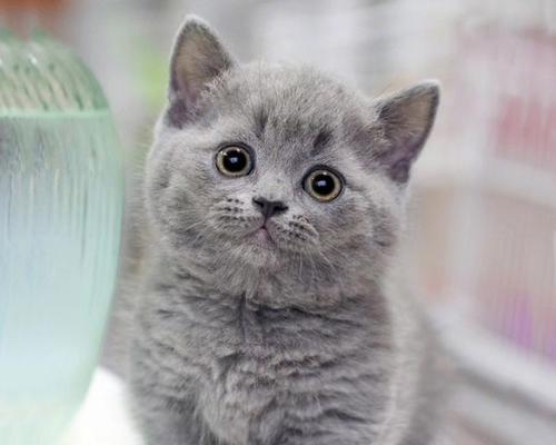 如何为你的折耳蓝猫打疫苗（详解折耳蓝猫疫苗）