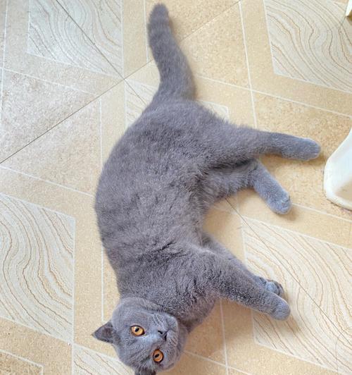 如何为你的折耳蓝猫打疫苗（详解折耳蓝猫疫苗）