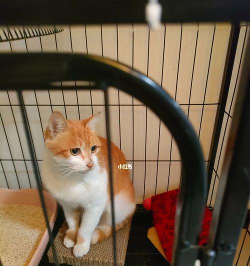 猫咪野外上厕所的技巧（宠物主人必知的猫咪如厕注意事项）