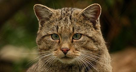 野猫的病毒传播与防治（保护宠物健康）