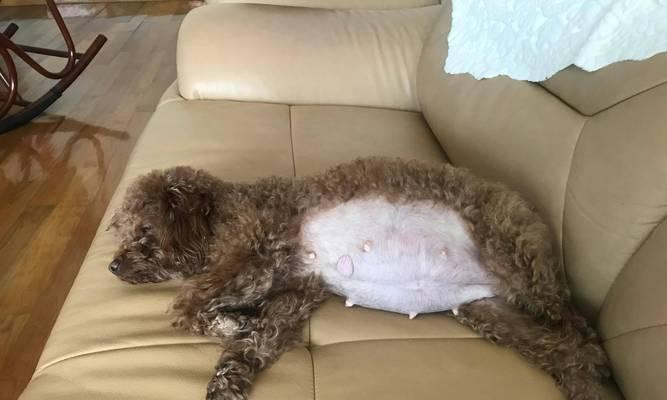 泰迪犬的妊娠期、分娩过程及产后护理（以宠物为主）