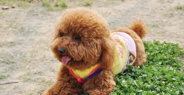 一代泰迪狗粮的使用周期剖析（泰迪犬主人必看）
