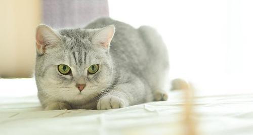 猫咪喝牛奶，是安全的吗（以宠物为主）