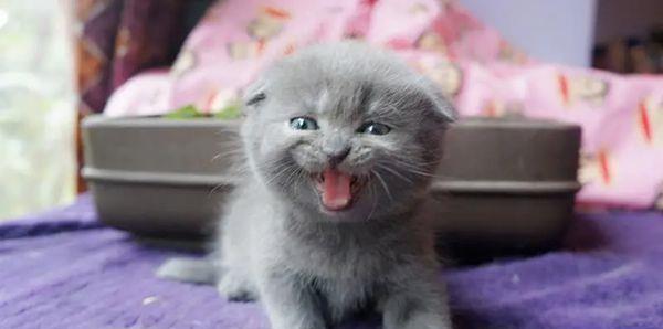 为什么不能养折耳猫（以宠物为主）
