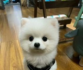一二岁博美狗狗体重多少斤（掌握宠物体重标准）