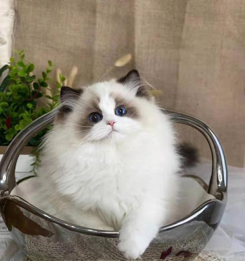 如何养育一个健康成长的布偶猫（从喂养到训练）