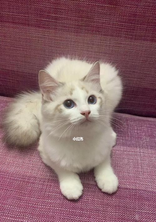 如何养育一个健康成长的布偶猫（从喂养到训练）