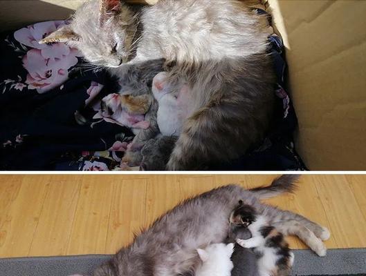 猫咪离开妈妈的必经之路（以宠物为主的成长历程）