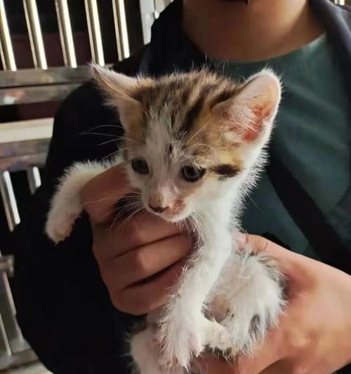 如何给一个半月的猫咪喂食（从宠物店购买适合年龄的猫粮）