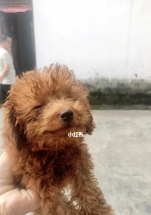一只泰迪睡眠时间及睡眠习惯调查（从小睡到大的泰迪）