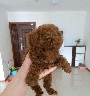 从奶瓶到狗粮，如何为你的泰迪小狗选择健康食品（半个月起步）
