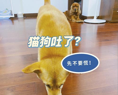 新手宠物家该如何处理狗狗呕吐问题（1个多月大的小狗突然呕吐怎么办）