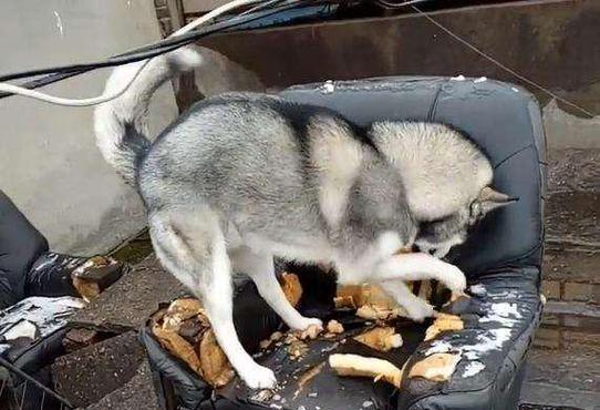 如何养护一个一个多月的小狗（从饮食到日常护理）
