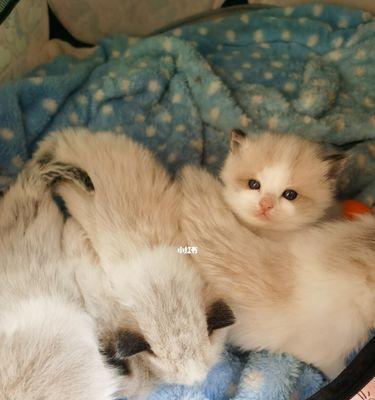 《一只猫咪的日常生活》（探秘宠物猫的奇妙世界）