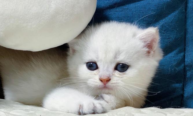 照顾一个多月的小猫咪（如何为你的小猫咪提供健康的营养）