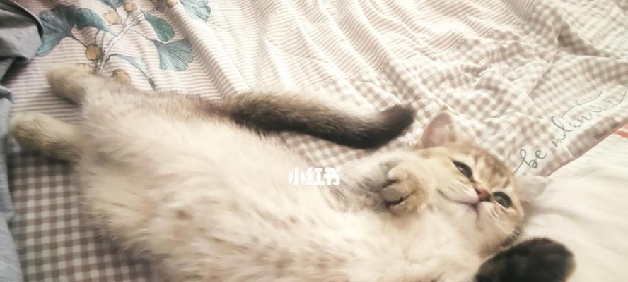 照顾一个多月的小猫咪（如何为你的小猫咪提供健康的营养）