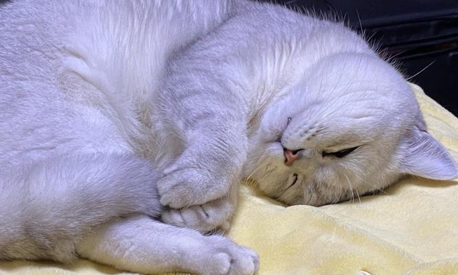 一月大的猫咪也能自己睡觉（宠物猫咪睡眠习惯的养成与细节）