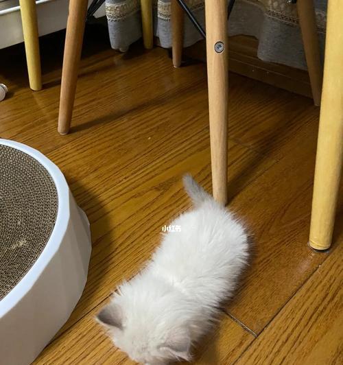 如何让你的小猫不再乱咬东西（针对1个多月的小猫的多种方法）