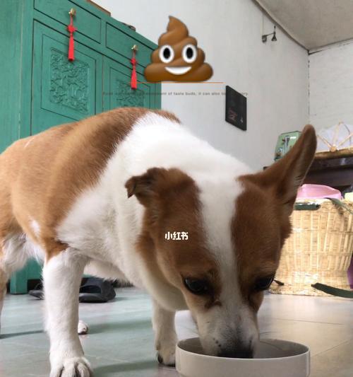 从小培养宠物狗健康的饮食习惯（以硬狗粮为主）