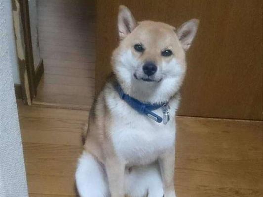 从小培养宠物狗健康的饮食习惯（以硬狗粮为主）