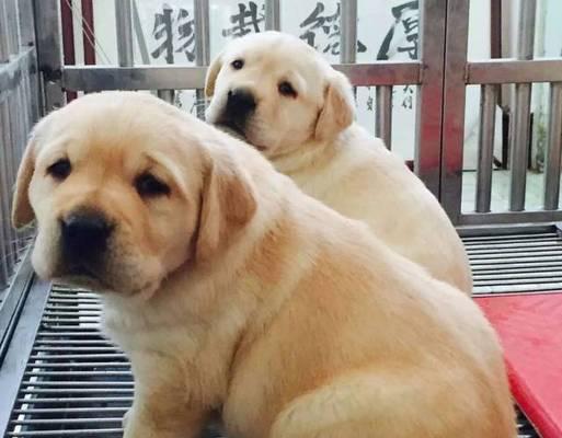 多月拉布拉多犬的喂养指南（从幼犬到成犬）
