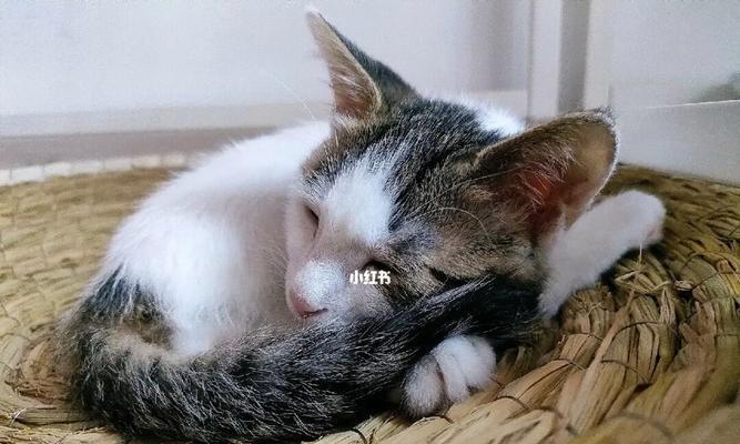 小猫为什么总是睡觉（揭秘宠物小猫的睡眠习惯与行为特征）