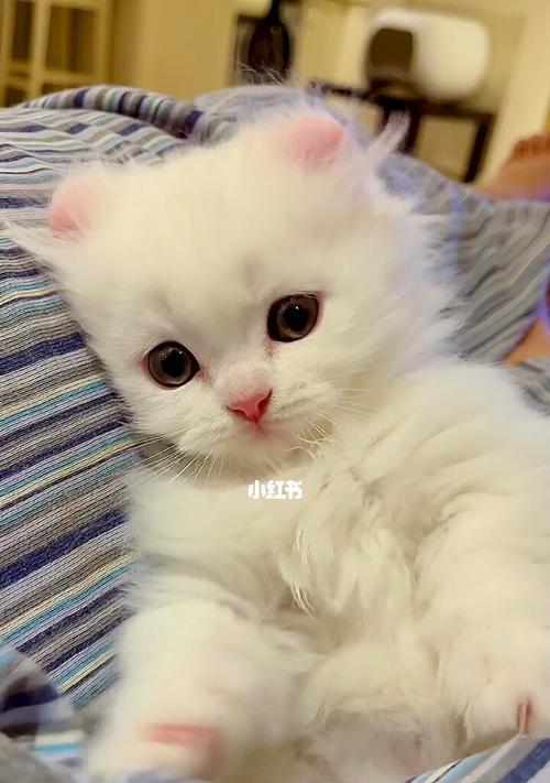 小猫咪的宠物生活（探究猫咪的日常生活与喜好）