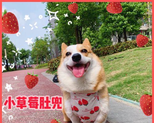 小狗肚子突然变得特别大（宠物主人必读的关于小狗肚子肿大的原因和处理方法）