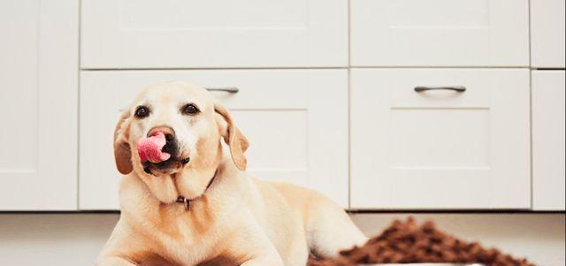 小狗怎么叫才最合适（探索宠物犬的叫声）