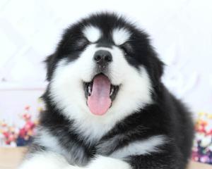 探秘阿拉斯加犬幼崽的成长故事（以宠物为主）