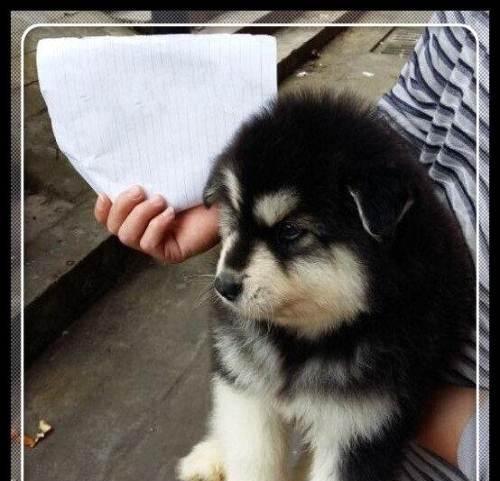 探秘阿拉斯加犬幼崽的成长故事（以宠物为主）
