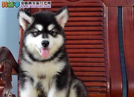 解决一个月大阿拉斯加幼犬咬人的问题（如何训练和照顾阿拉斯加幼犬）