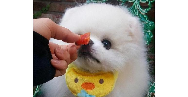 一个月不吃狗粮的博美（以宠物为主的健康饮食探究）