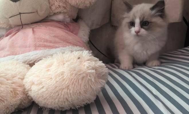 《探究布偶猫品相之美》（品相影响猫咪外在与内在）