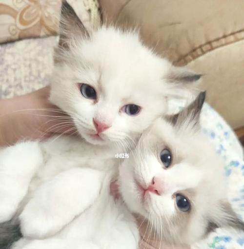 如何科学喂养一个月大的布偶猫（喂养方法）