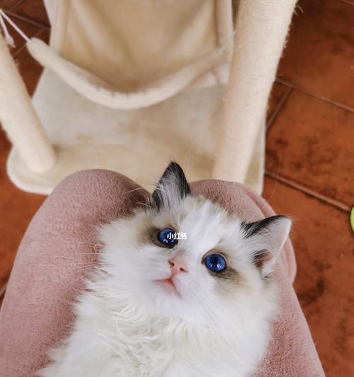 如何科学喂养一个月大的布偶猫（喂养方法）
