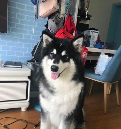 如何养护一个月大的阿拉斯加犬（宠物的责任与关爱）