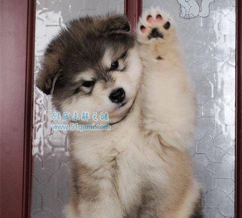 如何养护一个月大的阿拉斯加犬（宠物的责任与关爱）