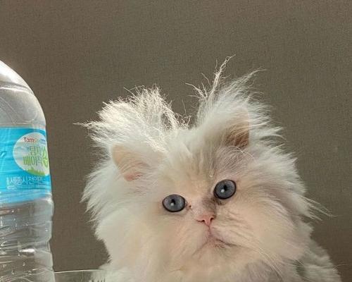 小猫咪为什么经常炸毛（探究小猫咪炸毛的原因与应对方法）
